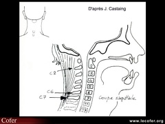 Saillies osseuses cervicales