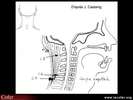 Saillies osseuses cervicales