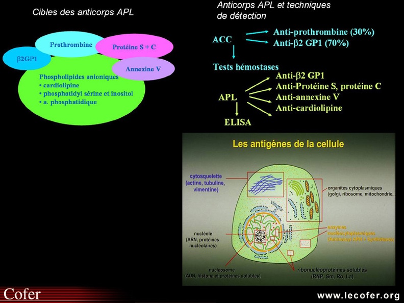 Lupus systémique, lupus érythémateux disséminé : anomalies immunologiques au cours du lupus systémique