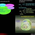 Lupus systémique, lupus érythémateux disséminé : anomalies immunologiques au cours du lupus systémique