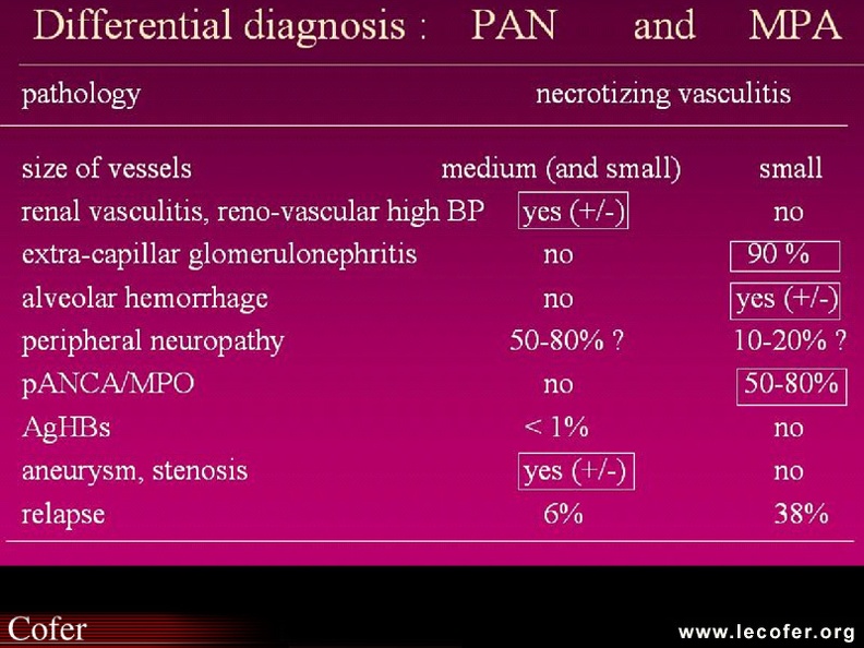 Vascularites : diagnostic différentiel entre périartérite noueuse et micropolyangéite. 20700041.jpg