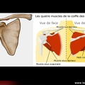 Épaule : anatomie