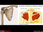 Épaule : anatomie