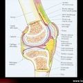 Coupe anatomique du genou. Anatomie du genou / genou