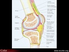 Coupe anatomique du genou. Anatomie du genou / genou