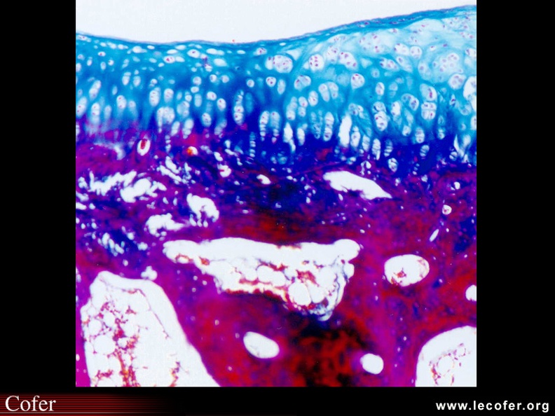 Trichrome de Masson : aspect normal d'un cartilage de lapin. 070002009.jpg