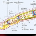 Coupe anatomique d’un doigt