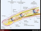 Coupe anatomique d’un doigt