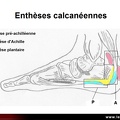 Enthésopathies / enthésites : Schéma des enthèses calcanéennes