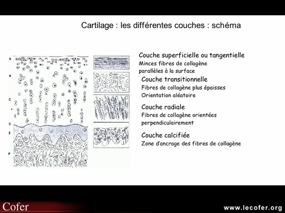 Arthrose ; les différentes couches du cartilage normal