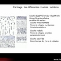 Arthrose ; les différentes couches du cartilage normal