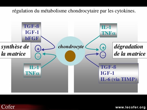 Physiopathologie de l'arthrose