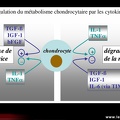 Physiopathologie de l'arthrose