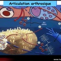 Physiopathologie de l'arthrose : balance entre les mécanismes de destruction et de réparation du cartilage